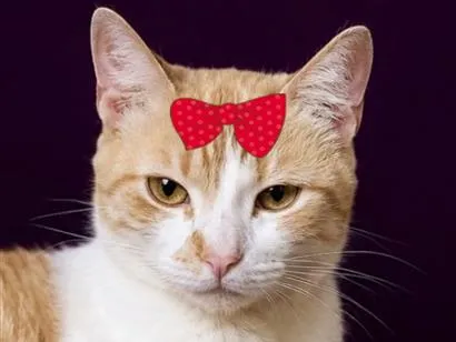 Gato raça SRD-ViraLata idade 1 ano nome Penélope