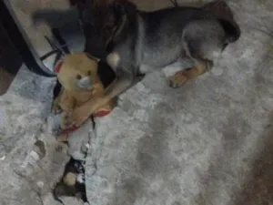 Cachorro raça SRD-ViraLata idade 1 ano nome Bruce