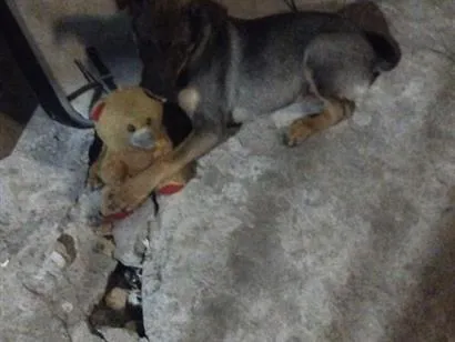 Cachorro raça SRD-ViraLata idade 1 ano nome Bruce