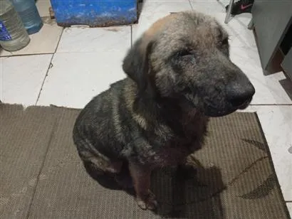 Cachorro raça SRD-ViraLata idade 7 a 11 meses nome Luke