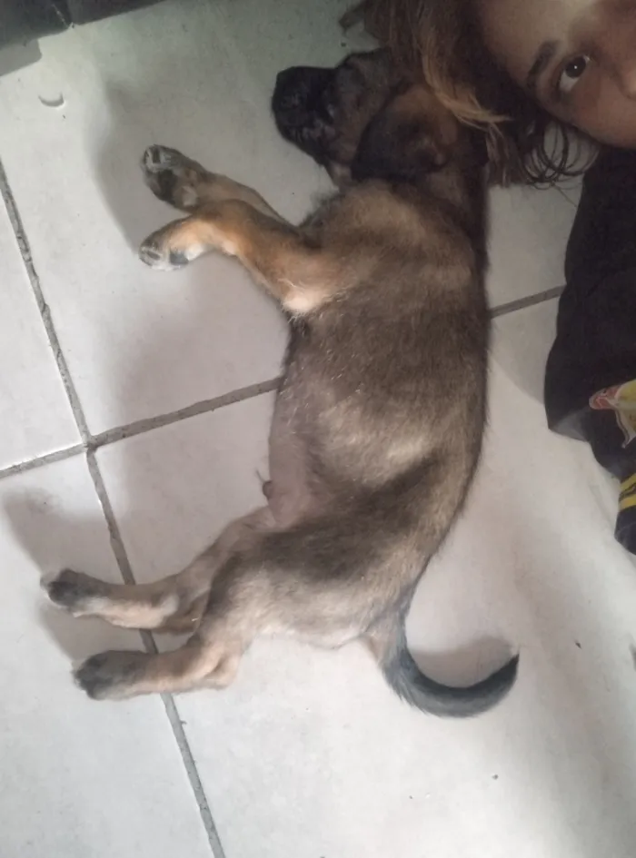 Cachorro raça SRD-ViraLata idade 7 a 11 meses nome Luke