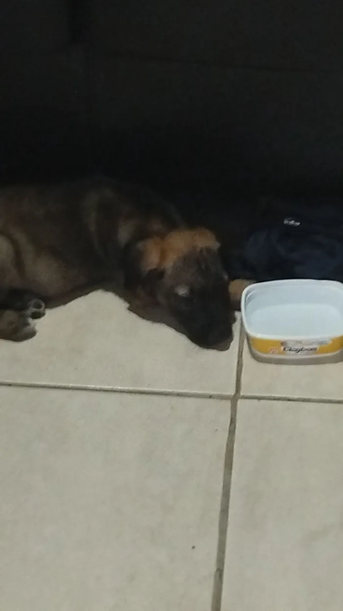 Cachorro raça SRD-ViraLata idade 7 a 11 meses nome Luke