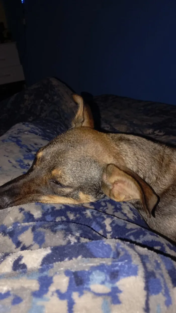 Cachorro raça SRD-ViraLata idade 1 ano nome Bruce