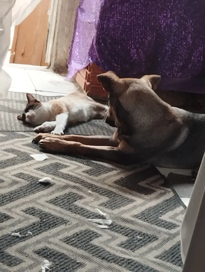 Cachorro raça SRD-ViraLata idade 1 ano nome Bruce