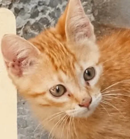 Gato raça SRD-ViraLata idade 2 a 6 meses nome Pingo