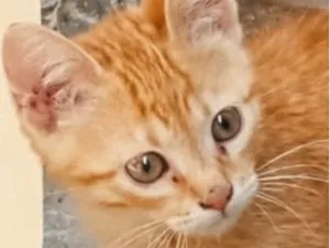Gato raça SRD-ViraLata idade 2 a 6 meses nome Pingo