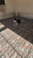 Simba