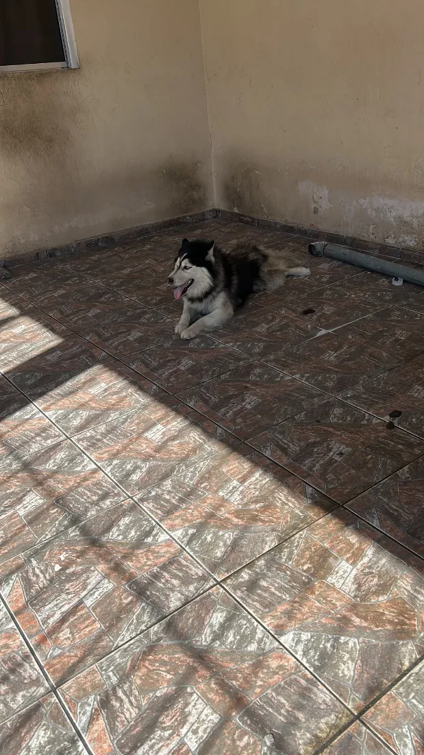 Cachorro raça SRD-ViraLata idade 5 anos nome Simba