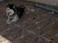 Simba
