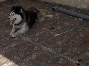Cachorro raça SRD-ViraLata idade 5 anos nome Simba