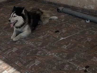 Cachorro raça SRD-ViraLata idade 5 anos nome Simba