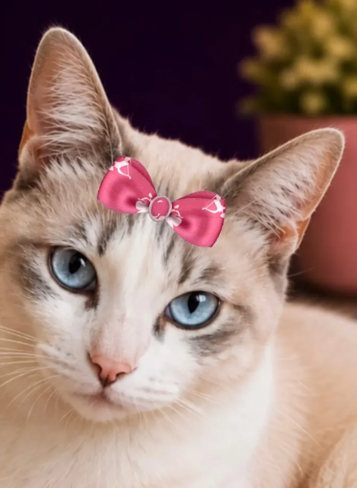 Gato raça SRD-ViraLata idade 2 anos nome Malu
