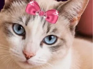 Gato raça SRD-ViraLata idade 2 anos nome Malu