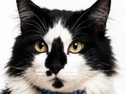 Gato raça SRD-ViraLata idade 1 ano nome Boris