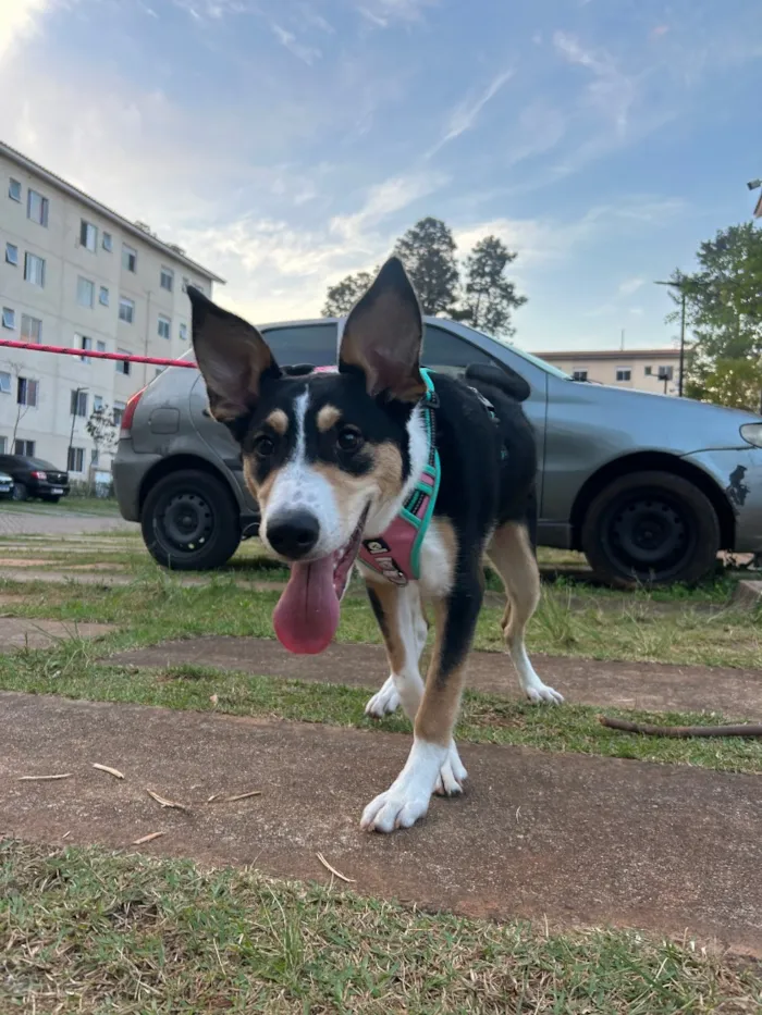 Cachorro raça SRD-ViraLata idade 2 a 6 meses nome Chloe
