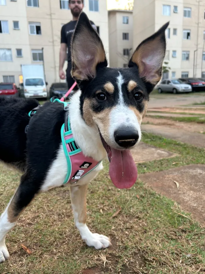 Cachorro raça SRD-ViraLata idade 2 a 6 meses nome Chloe
