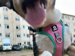 Cachorro raça SRD-ViraLata idade 2 a 6 meses nome Chloe