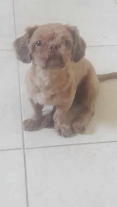 Cachorro raça Shitzu idade 5 anos nome Patrik
