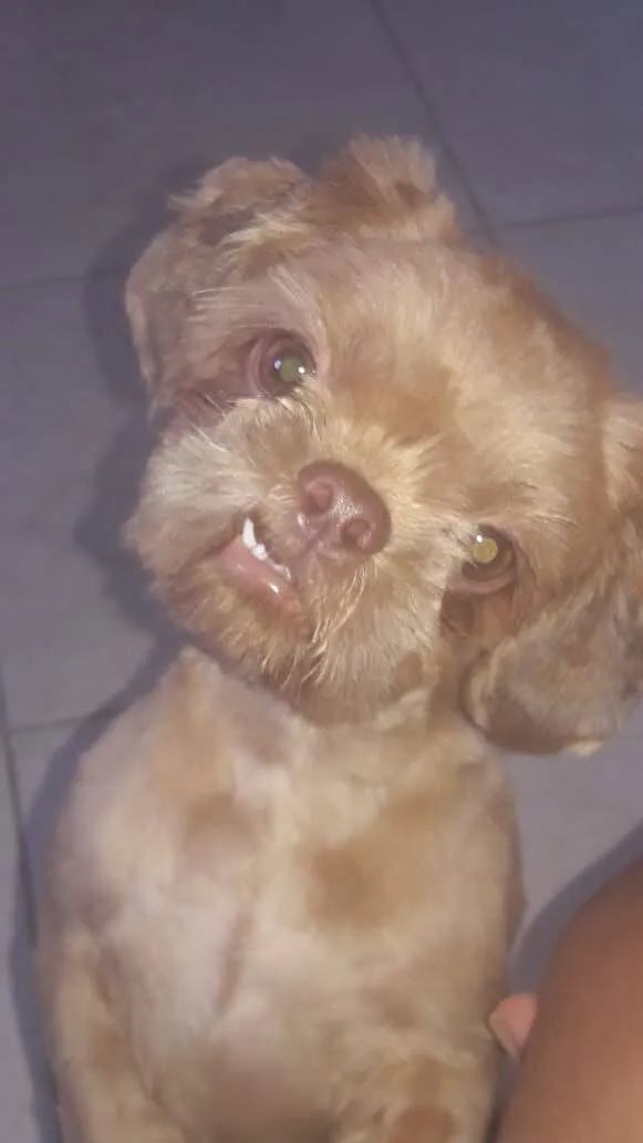Cachorro raça Shitzu idade 5 anos nome Patrik