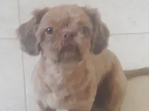 Cachorro raça Shitzu idade 5 anos nome Patrik