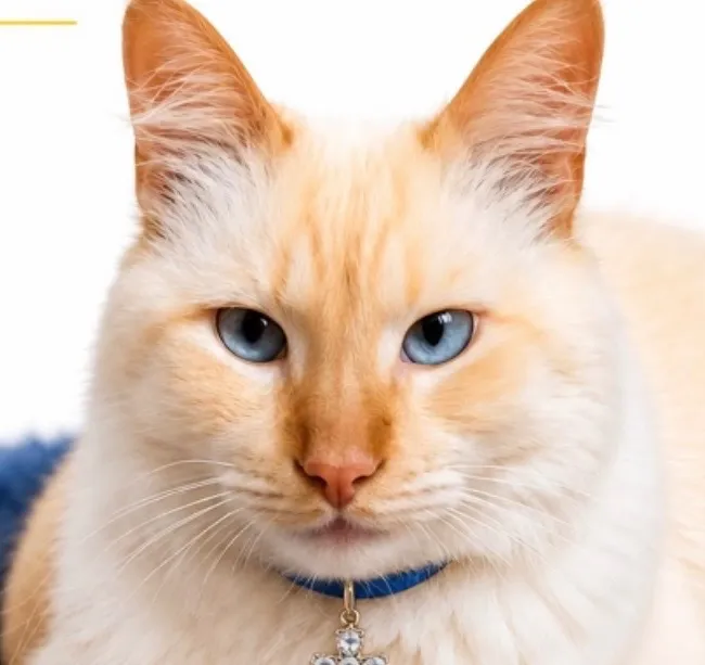 Gato raça SRD-ViraLata idade 3 anos nome Pelucio