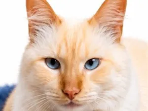 Gato raça SRD-ViraLata idade 3 anos nome Pelucio
