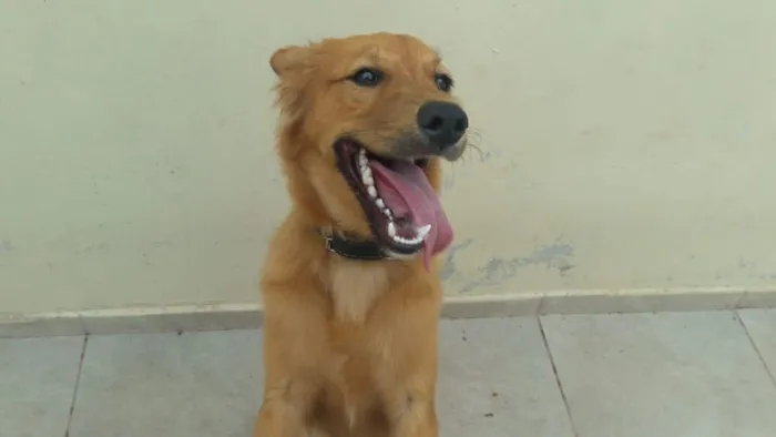 Cachorro raça SRD-ViraLata idade 7 a 11 meses nome Bob