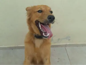 Cachorro raça SRD-ViraLata idade 7 a 11 meses nome Bob