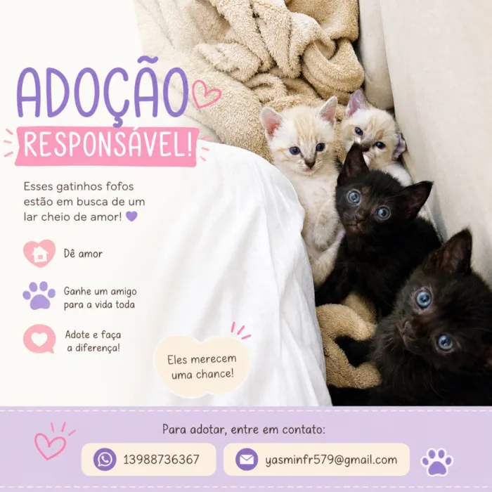 Gato raça SRD-ViraLata idade 2 a 6 meses nome não tem