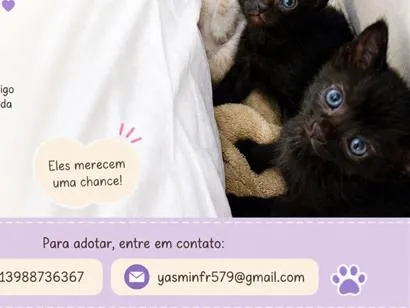 Gato raça SRD-ViraLata idade 2 a 6 meses nome não tem