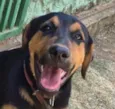 Duke