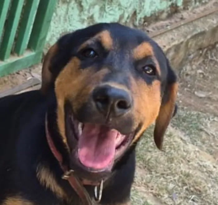 Cachorro raça SRD-ViraLata idade 2 a 6 meses nome Duke