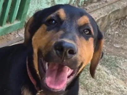Cachorro raça SRD-ViraLata idade 2 a 6 meses nome Duke