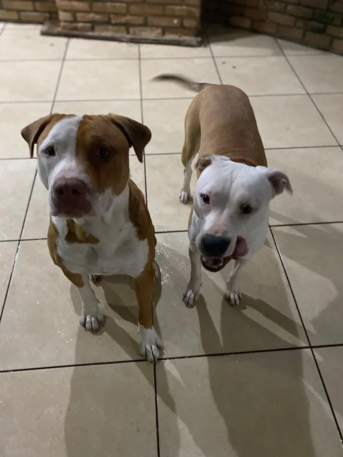Cachorro raça SRD-ViraLata idade 2 anos nome Dom e kiara 