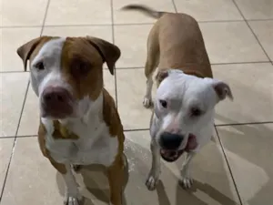 Cachorro raça SRD-ViraLata idade 2 anos nome Dom e kiara 