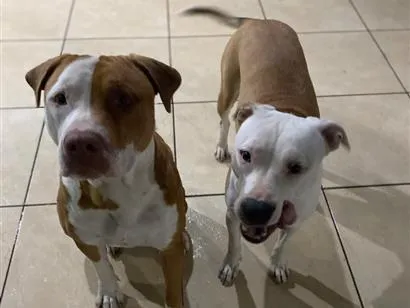 Cachorro raça SRD-ViraLata idade 2 anos nome Dom e kiara 