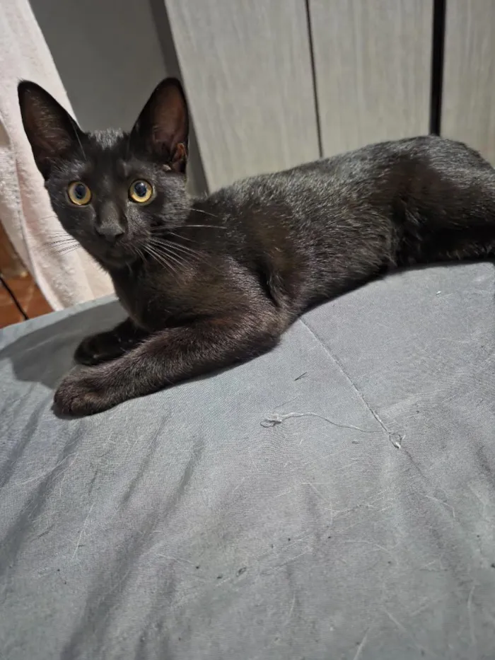 Gato raça SRD-ViraLata idade 7 a 11 meses nome Max 