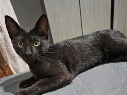 Gato raça SRD-ViraLata idade 7 a 11 meses nome Max 
