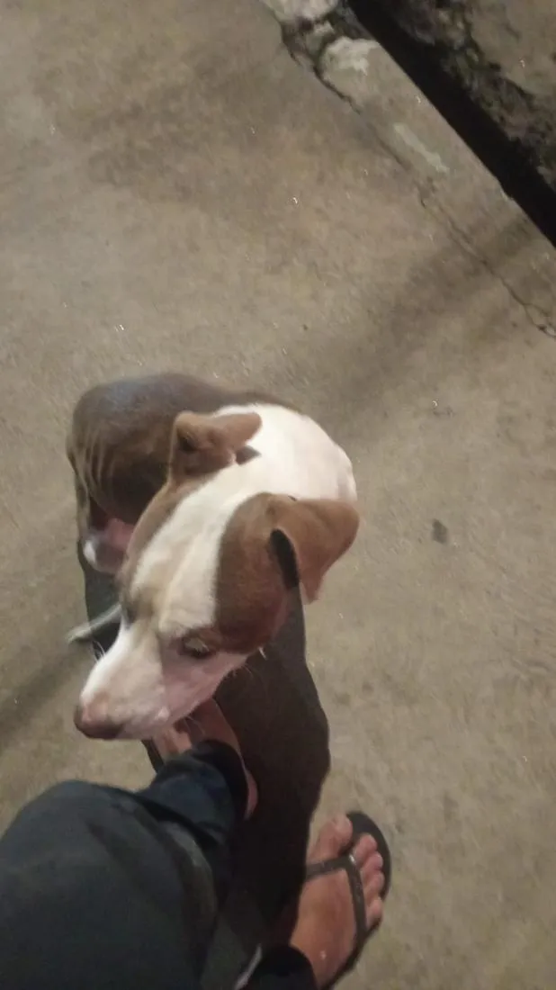 Cachorro raça Pit-Bull idade 7 a 11 meses nome Revoada