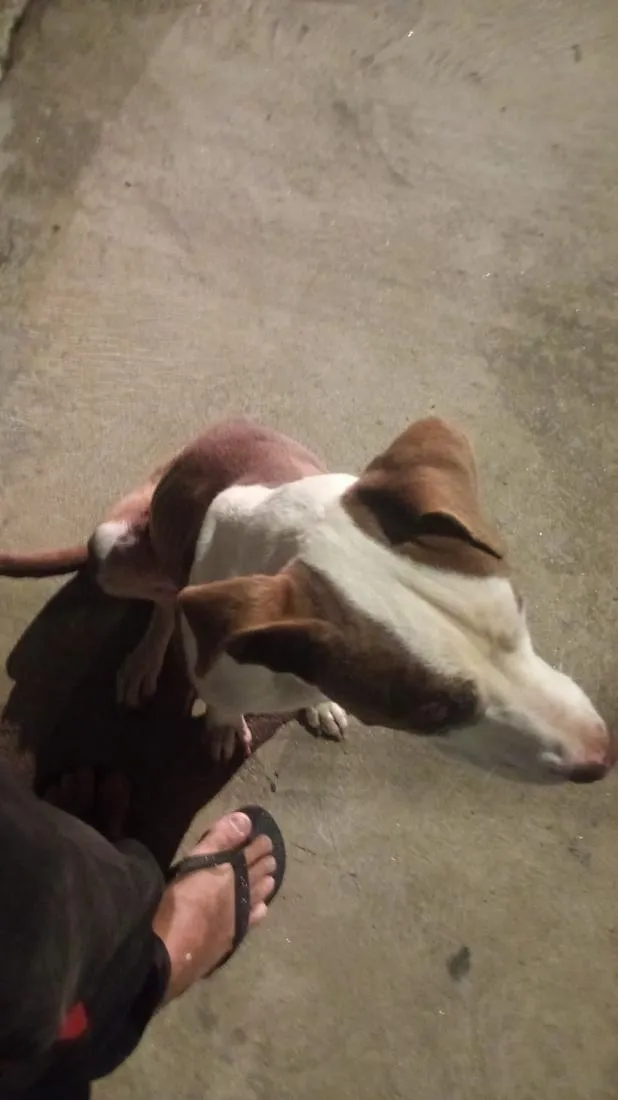 Cachorro raça Pit-Bull idade 7 a 11 meses nome Revoada