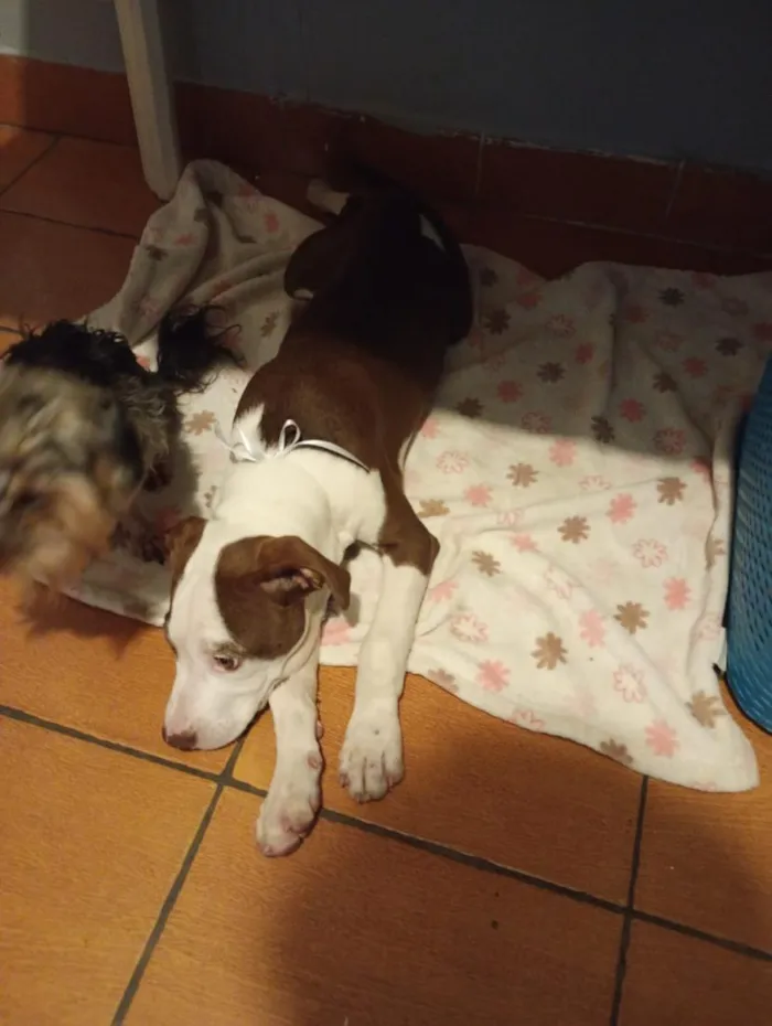 Cachorro raça Pit-Bull idade 7 a 11 meses nome Revoada