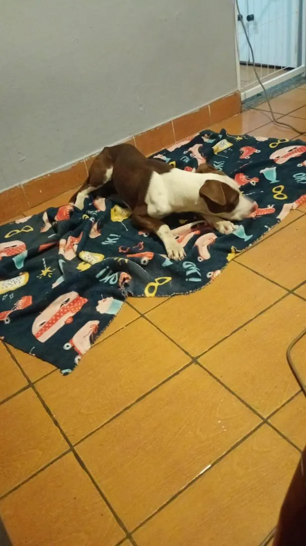 Cachorro raça Pit-Bull idade 7 a 11 meses nome Revoada