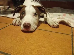 Cachorro raça Pit-Bull idade 7 a 11 meses nome Revoada