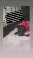 Catarina