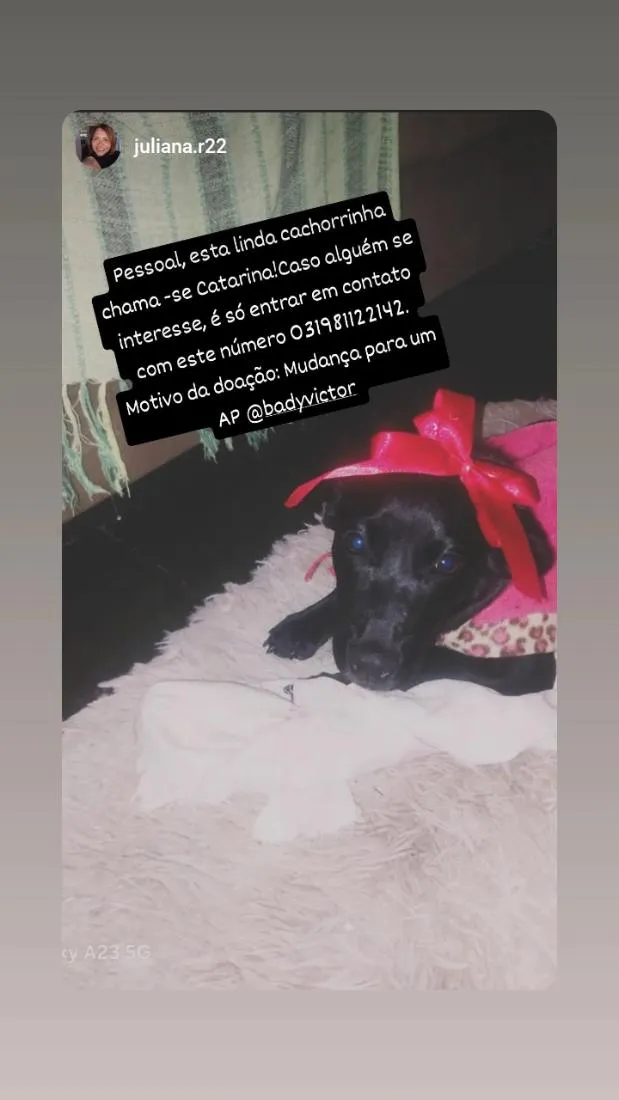 Cachorro raça SRD-ViraLata idade 2 a 6 meses nome Catarina