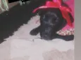 Catarina