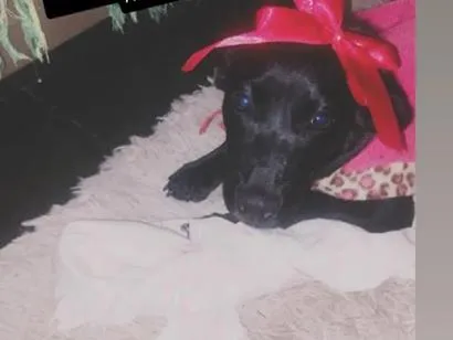 Cachorro raça SRD-ViraLata idade 2 a 6 meses nome Catarina