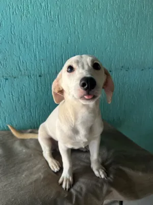 Cachorro raça SRD-ViraLata idade 7 a 11 meses nome Zeca 