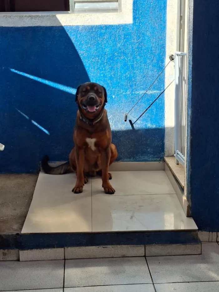 Cachorro raça Rottweiler idade 3 anos nome Toddy