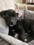 Tutuca